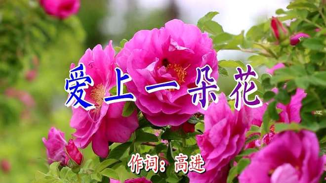 [图]新歌！任立佳、吴瑶《爱上一朵花》节奏欢快，声音醉人，好听极了