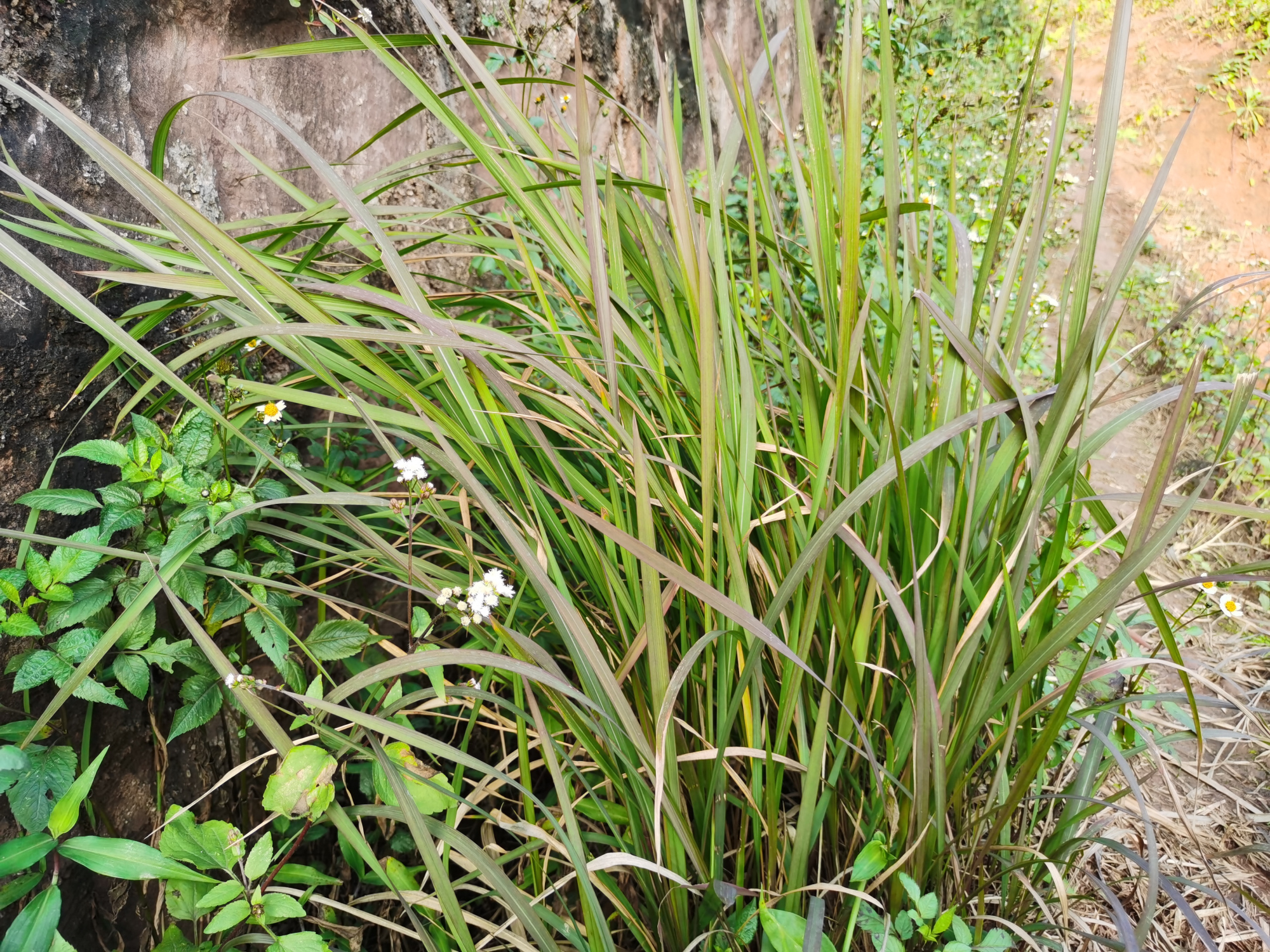 农村山上常见的一种植物"茅草",还有没有价值呢?