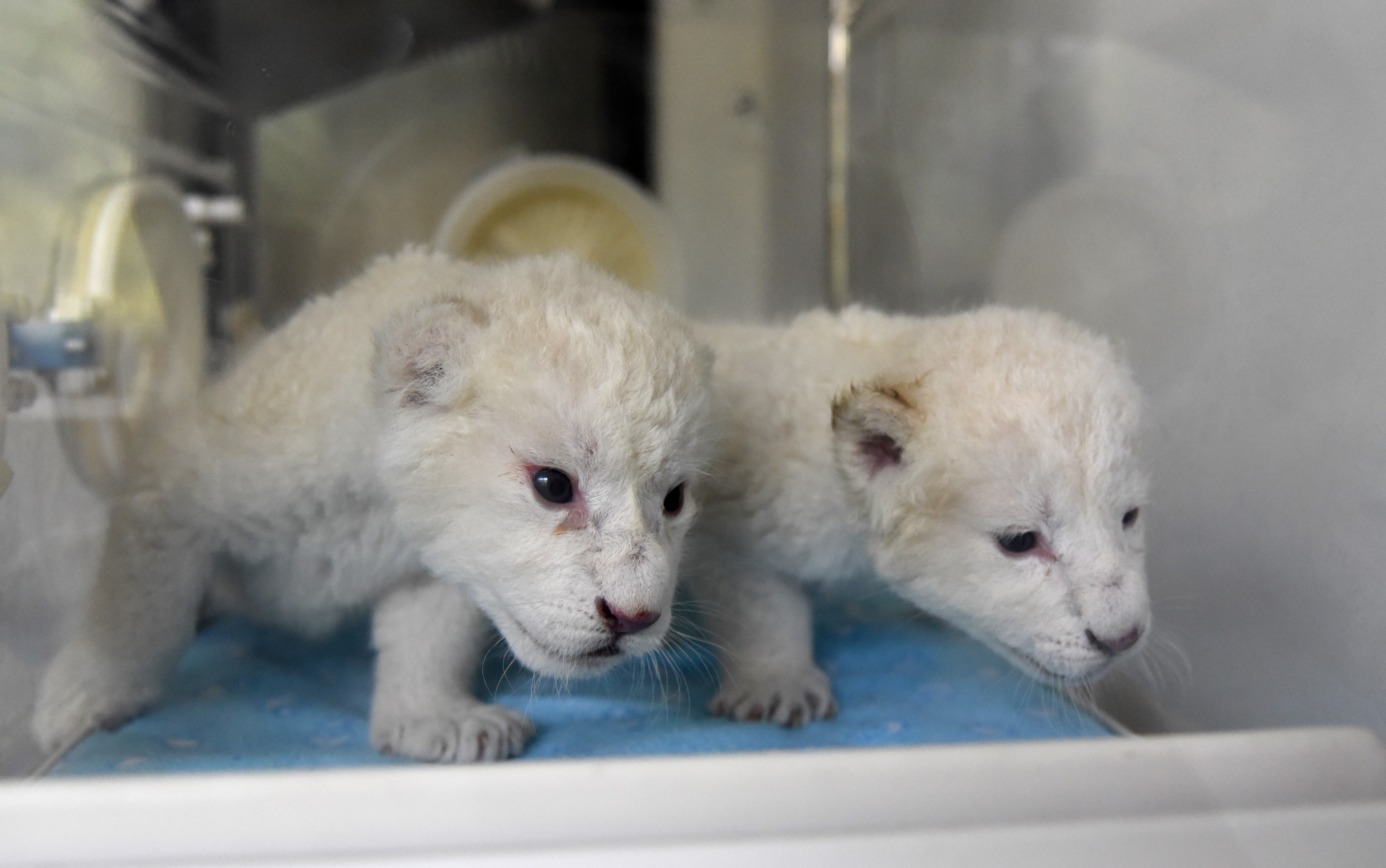济南:"龙凤胎"白狮出生 珍稀又可爱