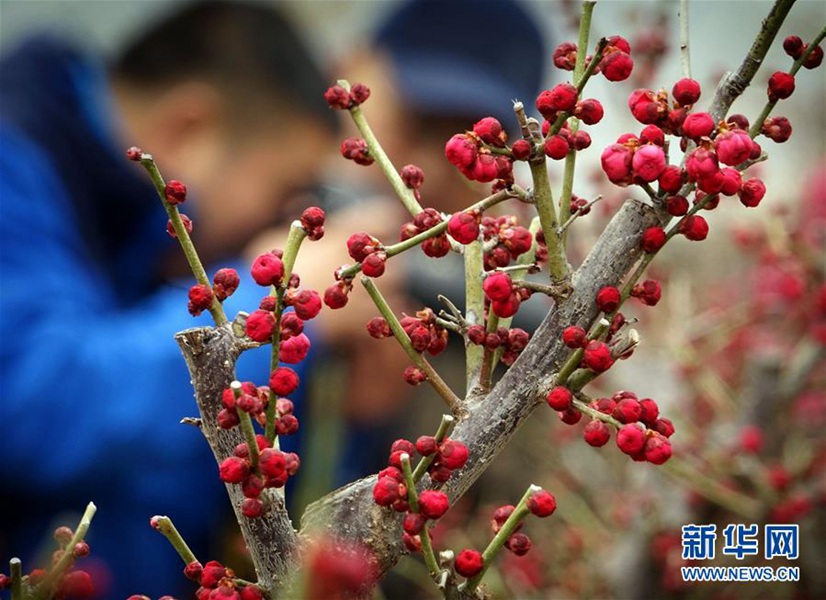 1月19日,河南省鄢陵县一处梅园内的梅花绽放,吸引众多游人前来观赏.