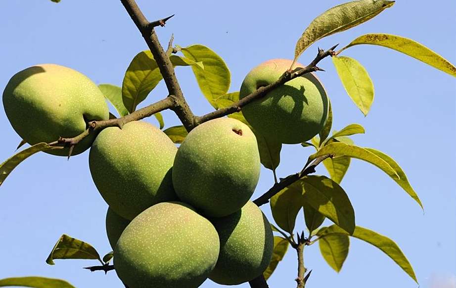 野木瓜就是川木瓜吗?人工种植都需要注意哪些地方,其实很简单