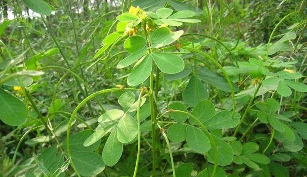 农村山坡上这种植物,是一味好药材,可清肝明目,利尿通便