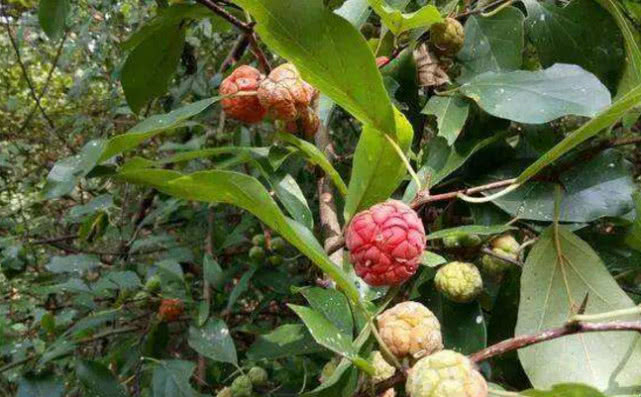 农村这种"帝王木",珍贵稀罕,树心却十分珍贵,你见过吗?