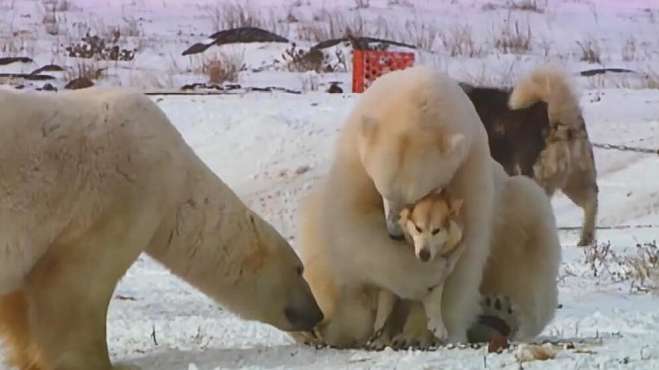 [图]狼被北极熊抱在怀中，北极熊：你感动么？狼：不敢动！