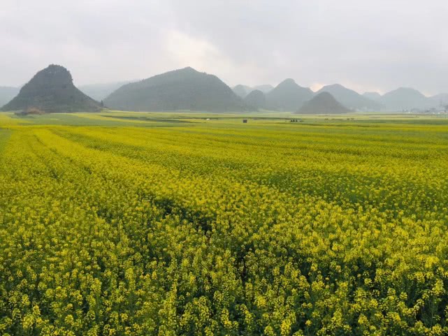 诗词写生丨云南罗平油菜花