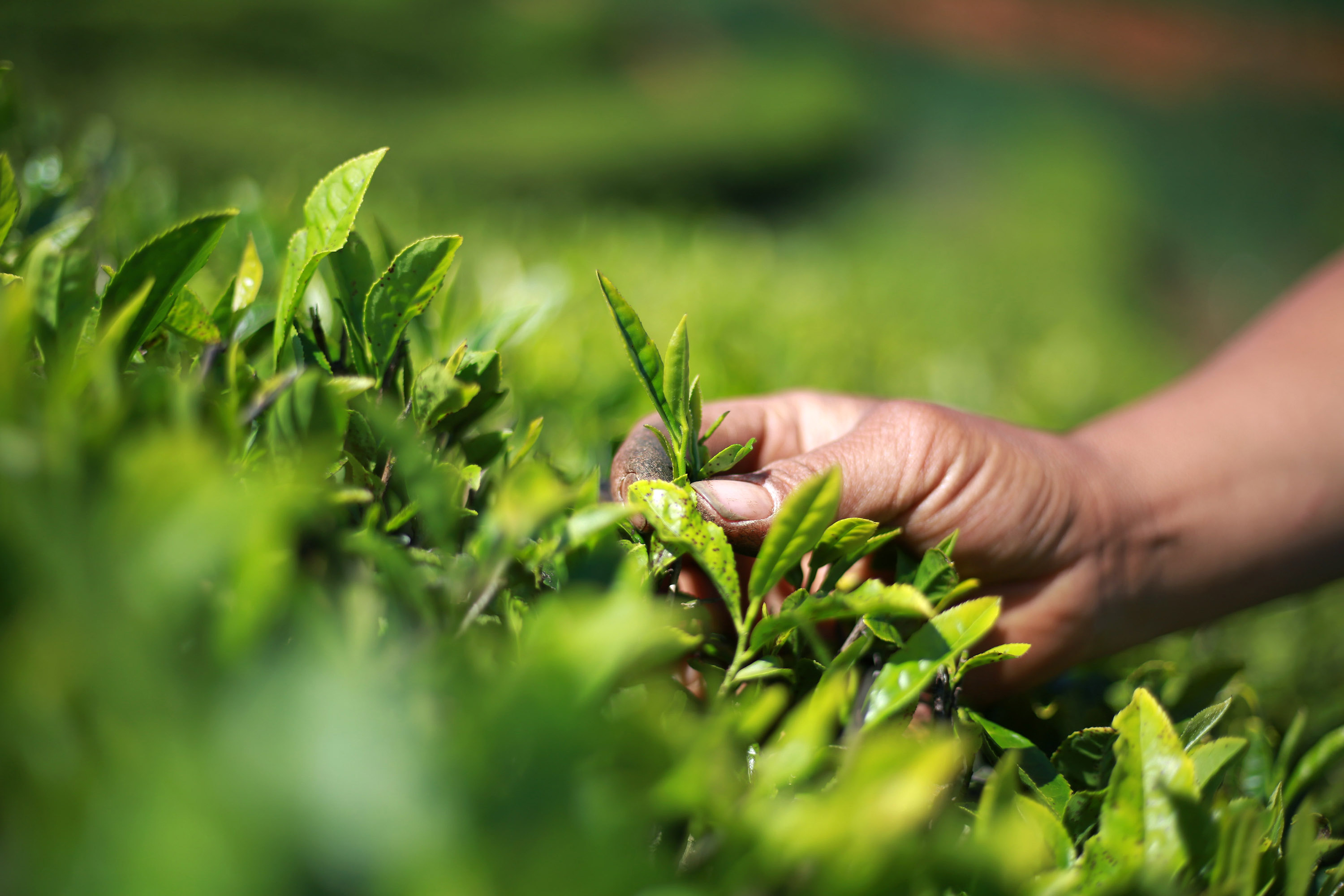 夏茶採摘忙(2)