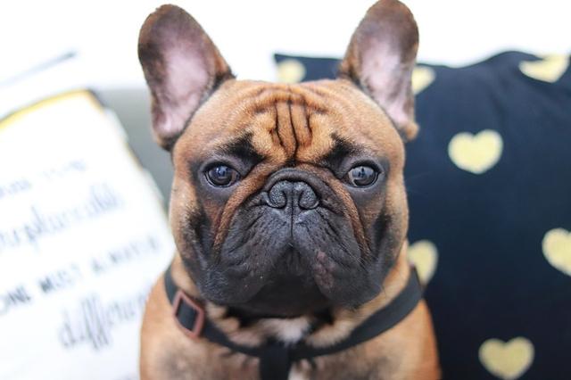 法斗犬这5个地方臭起来,能把你臭晕!