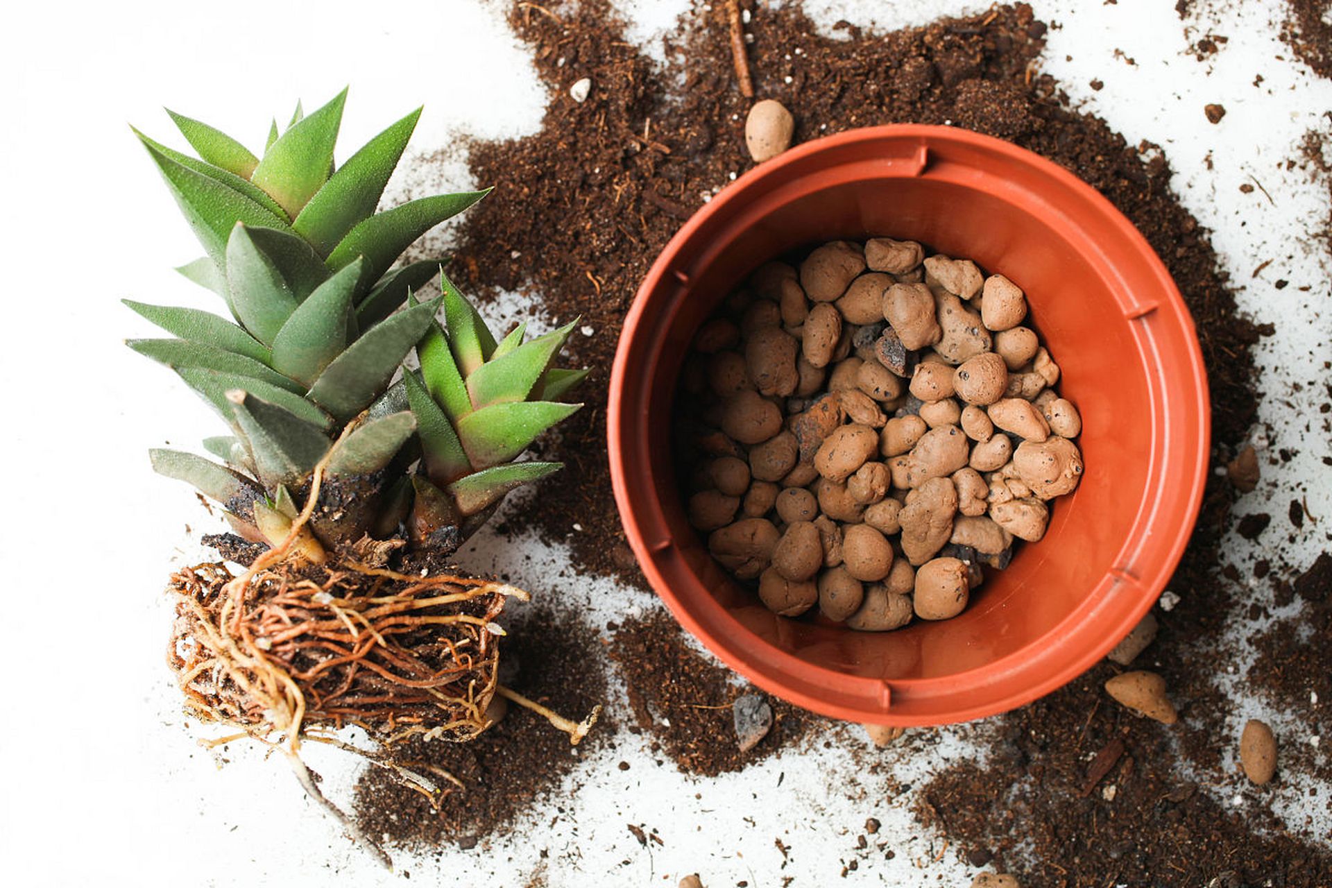 咖啡渣是一种富含植物营养成分的天然肥料,可用于养花.