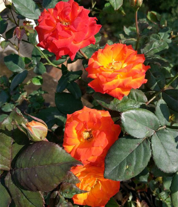 学了技巧,月季越开越大,一年更比一年好