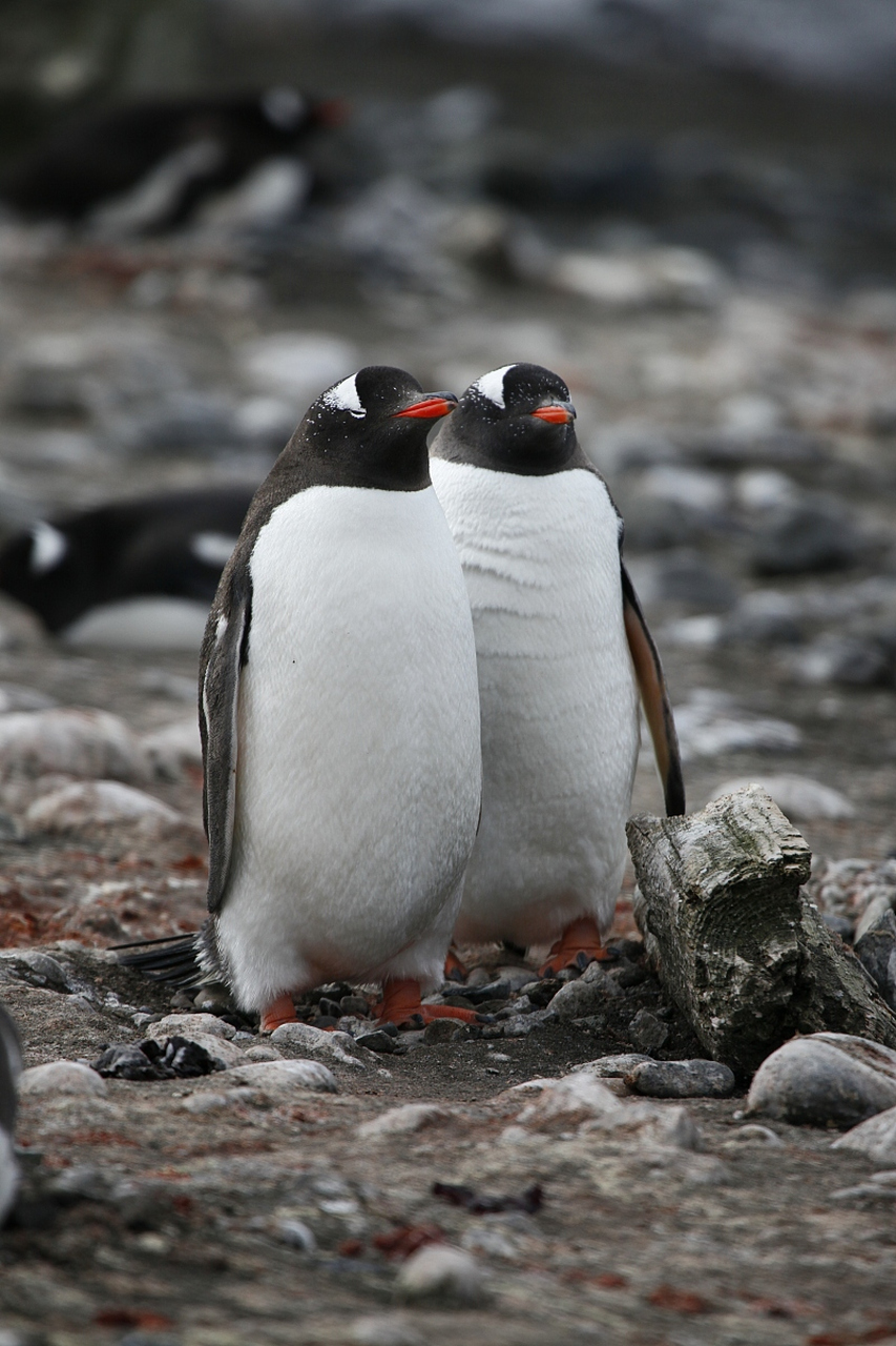 企鹅,南极的绅士.它们身着"燕尾服",黑白分明,举止彬彬有礼.