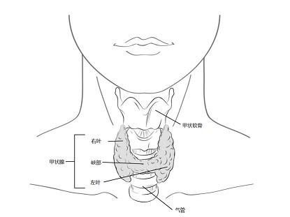 甲状腺属于哪个科 baijiahao.baidu.com