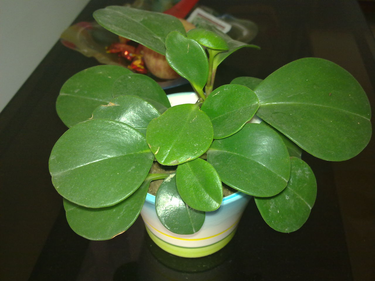 豆瓣绿这种植物,不仅长得娇小好看,在电脑旁边放一盆还能防辐射