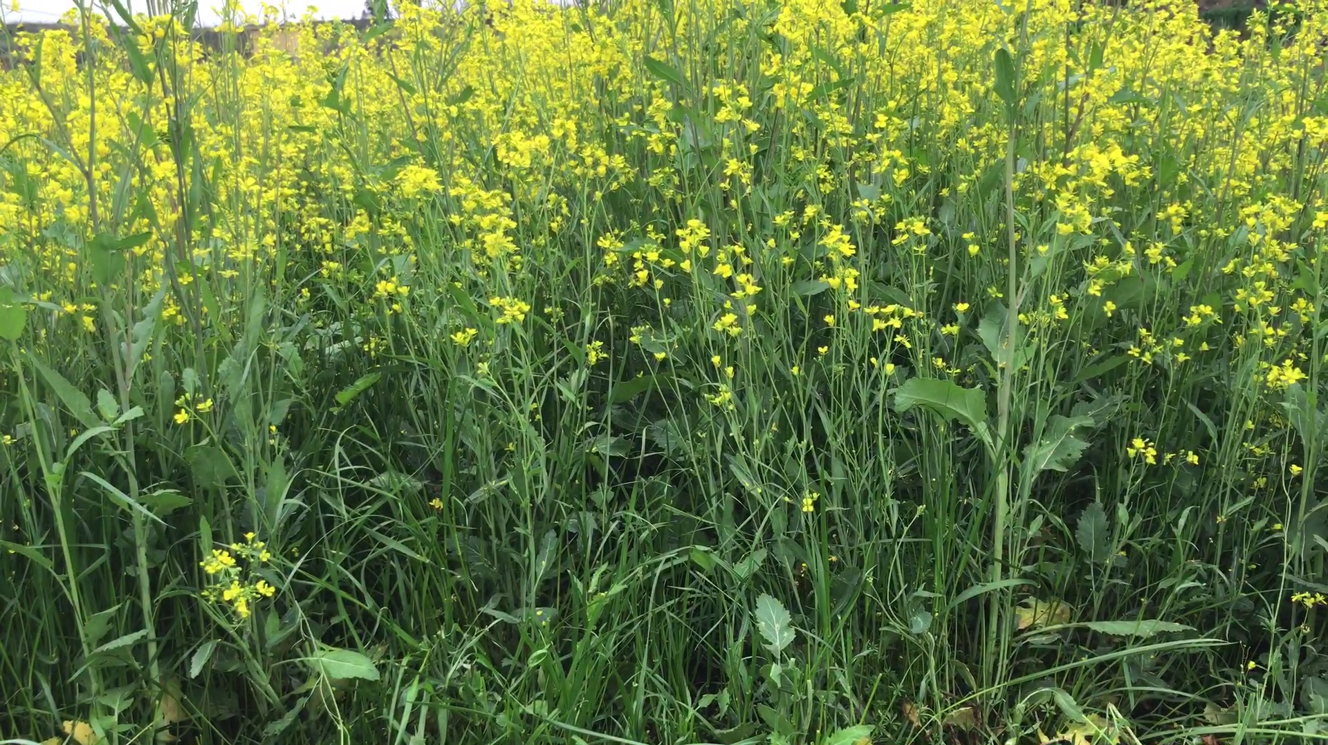小伙割油菜喂羊,这种饲草能喂羊吗?