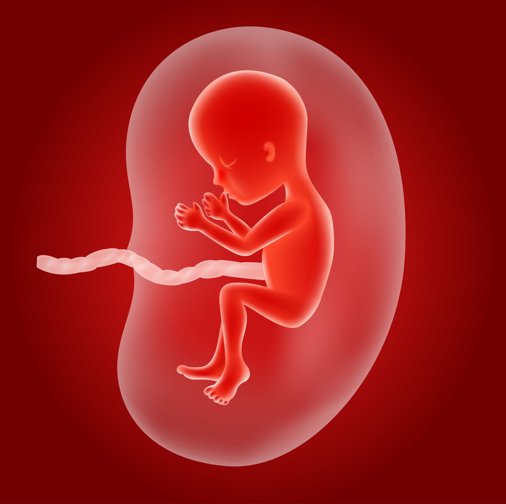 胎儿室管膜图片