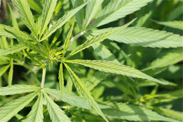 汉麻的经济价值,以及种植汉麻都需要注意什么