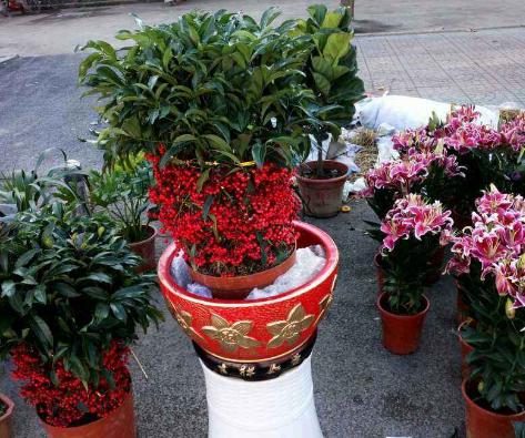 有1花草,名为"腰缠万贯",成本500元,买一盆,红红火火过春节