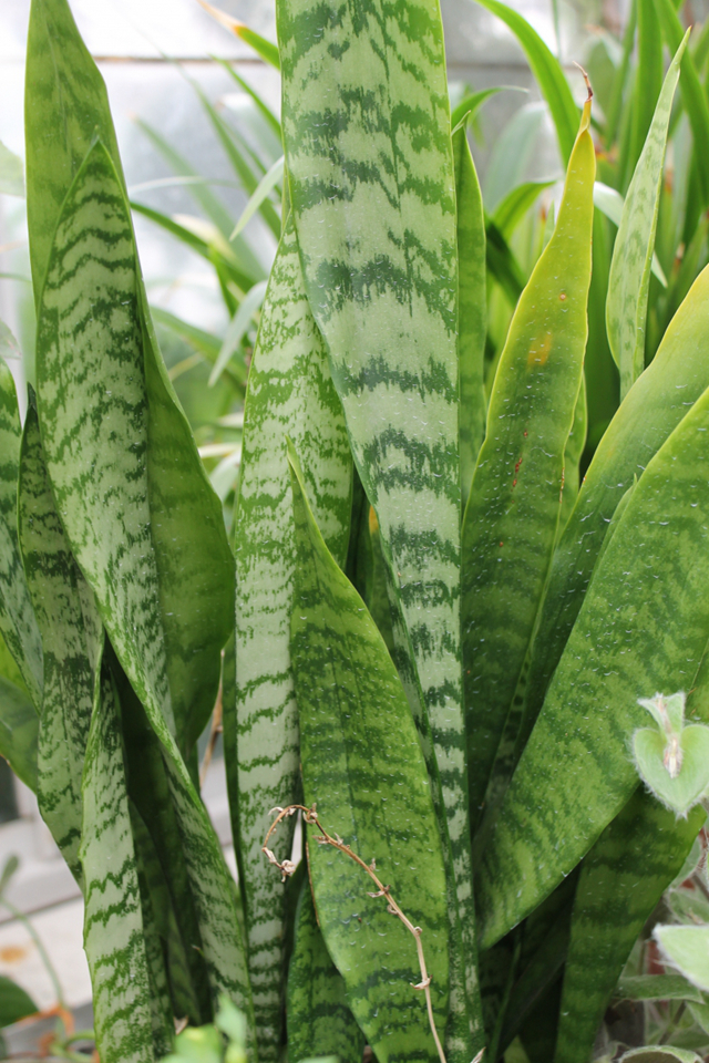 吴大娘养虎皮兰,常扔花盆中一块"黑树皮",根系壮窜小芽