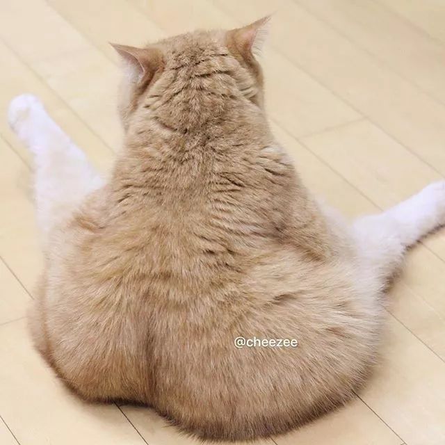 如果能变小,从猫背上 滑下来多美妙