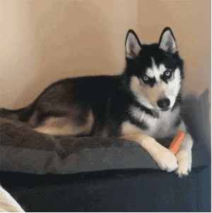 不信你看: 这是狼的标志性表情,暴戾之气溢于表面.