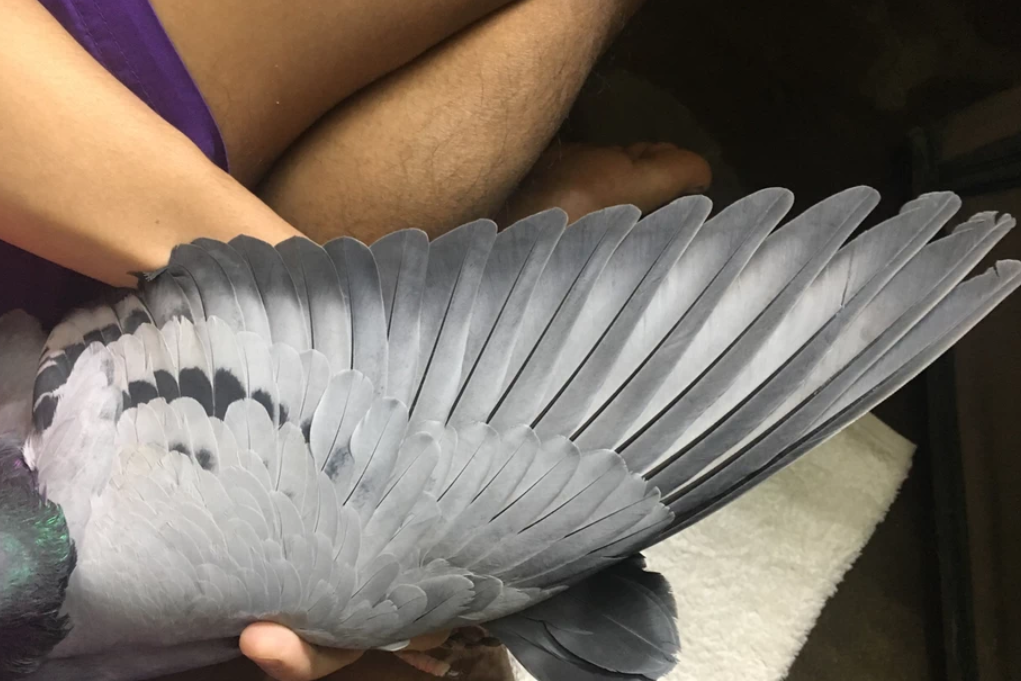 爱鸽夏季换羽期注意九大问题!