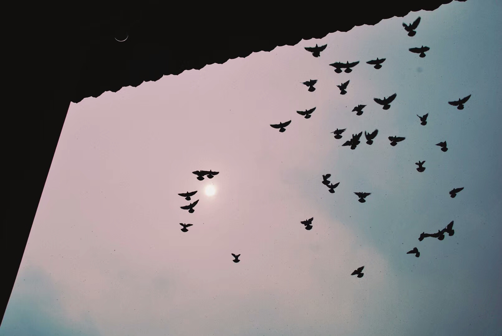 中午雪霁,太阳藏在浓厚的云层之中,白鸽的鸽哨声响彻云霄.