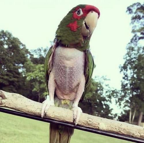 因压力过大鹦鹉差点拔光满身毛,凶得见谁都要啄,却被一首歌搞定