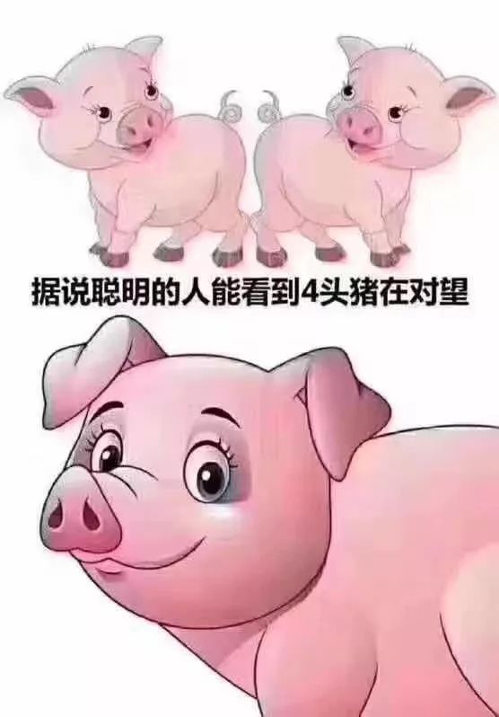 断腿猪图片