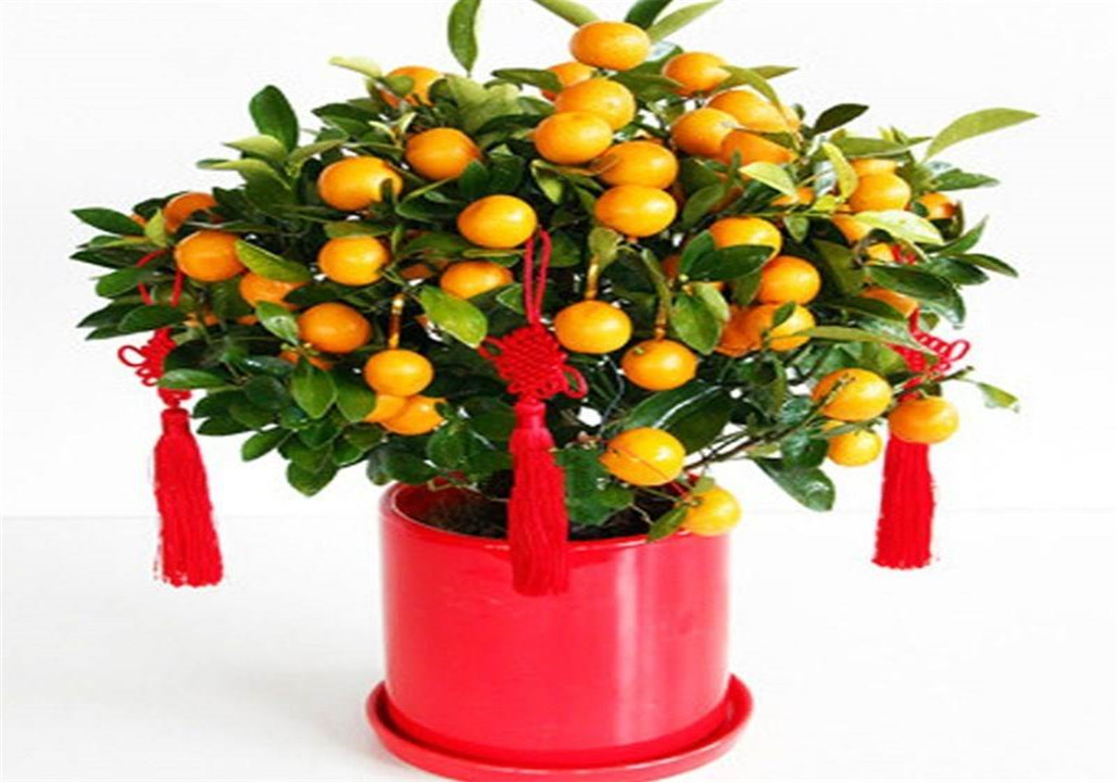 看到满盆的金桔的那一刻,你一定不会后悔来和我学习种植金桔