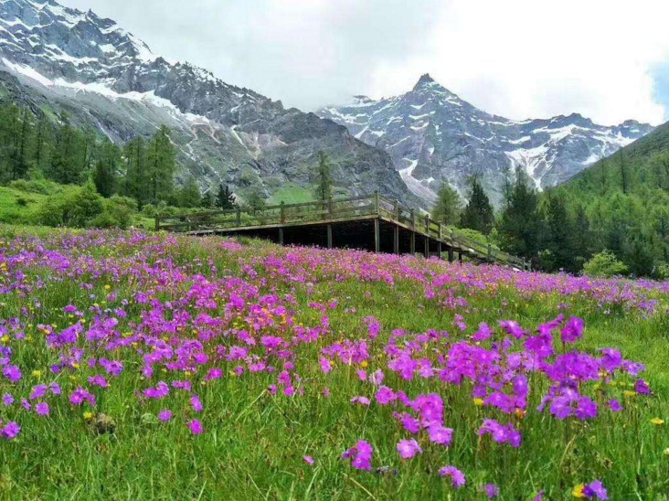 九鼎山花海图片