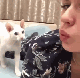 280_274gif 动态图 动图