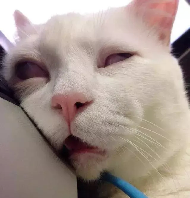 猫咪:鬼知道本喵昨晚经历了什么……困死朕了!