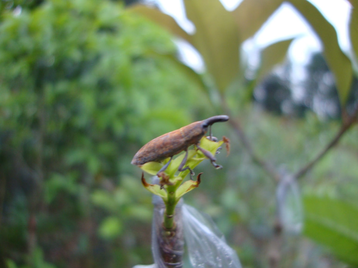 红棕象甲虫幼虫图片