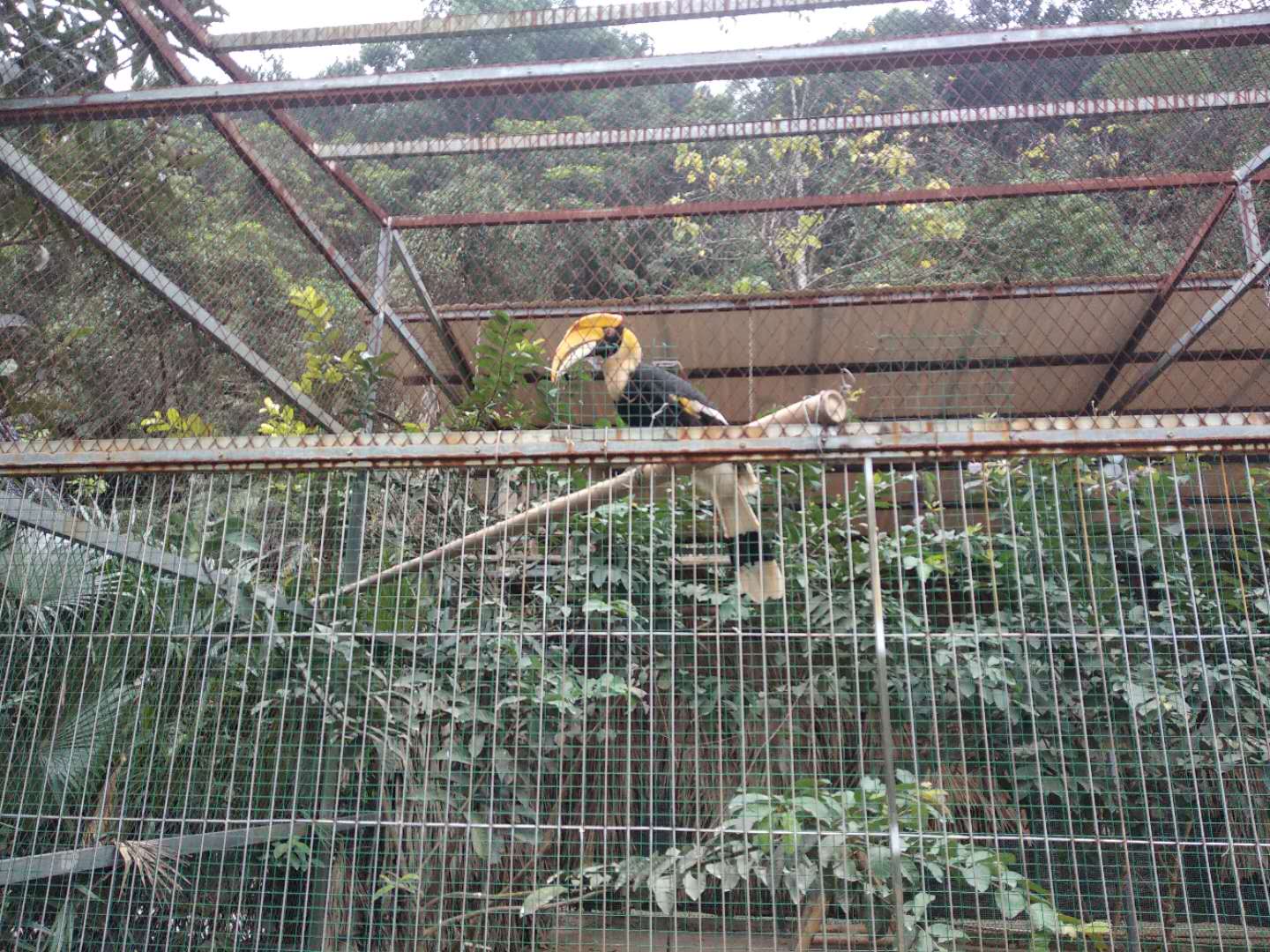 广西梧州太和花园动物园随拍,好多动物哟