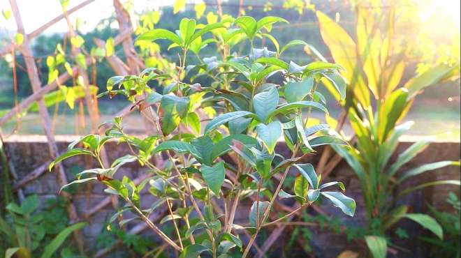 [图]室内养桂花牢记几点，开花多香味浓，满屋飘香