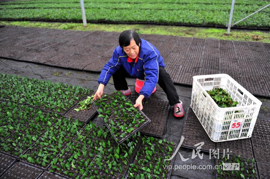 市夷陵区太平溪镇许家冲村无性系茶树良种繁育基地工人在扦插穴盘茶苗