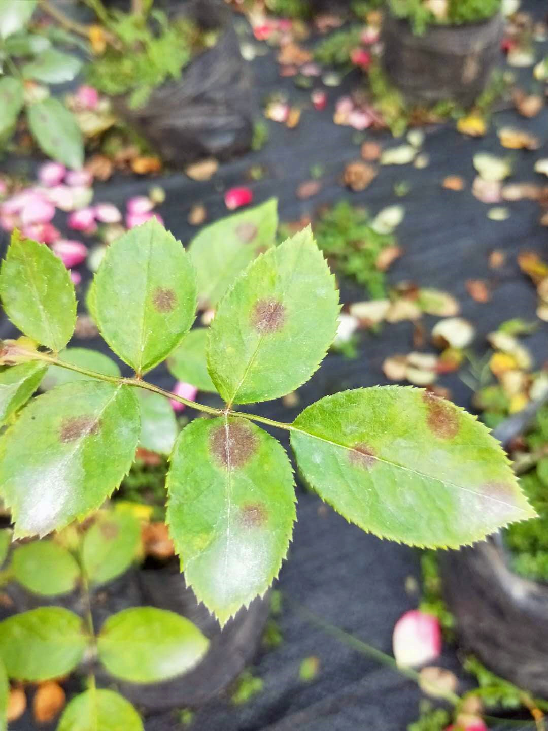 2,为什么月季会感染黑斑病?