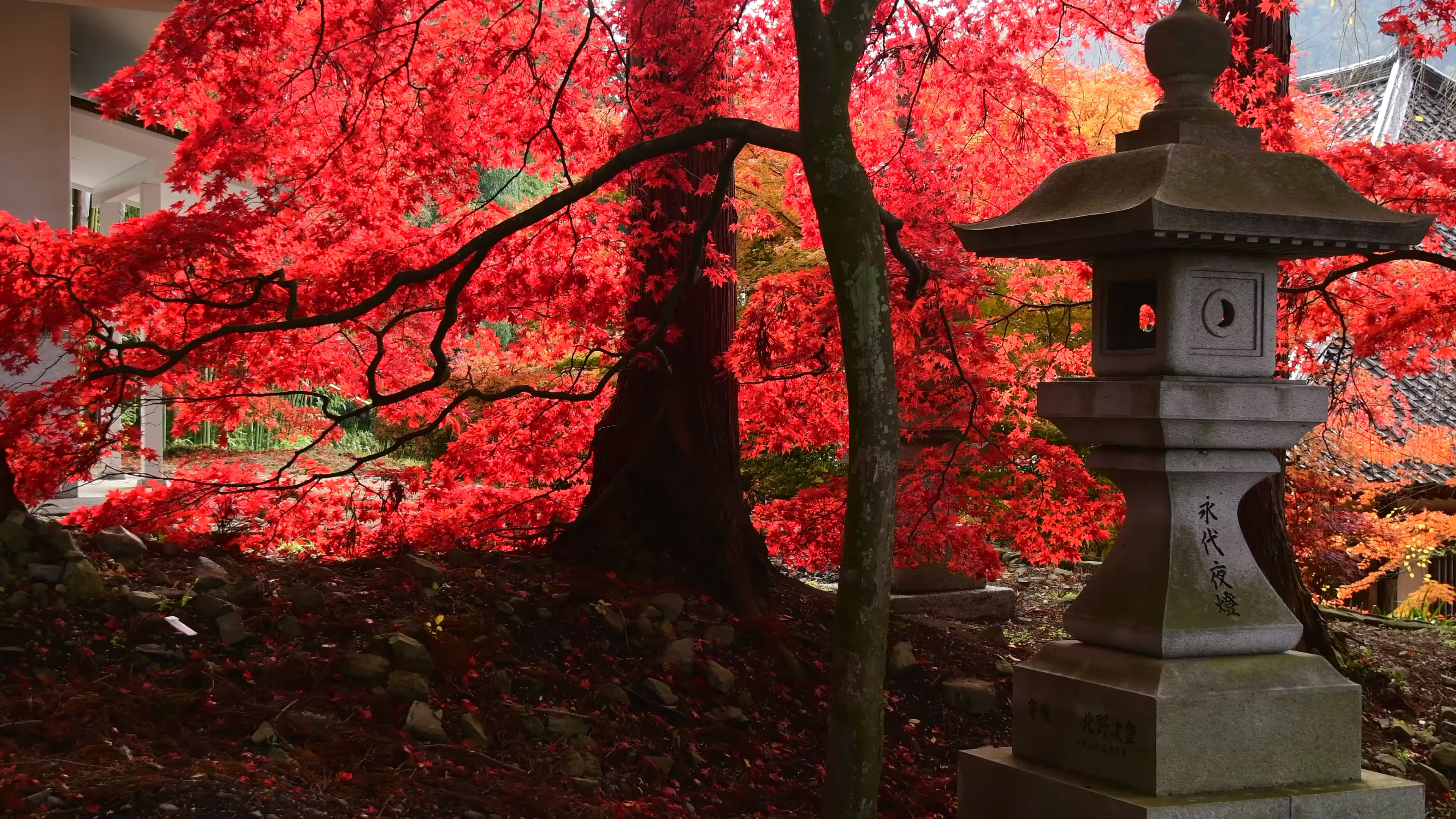 看看风景 血红枫叶