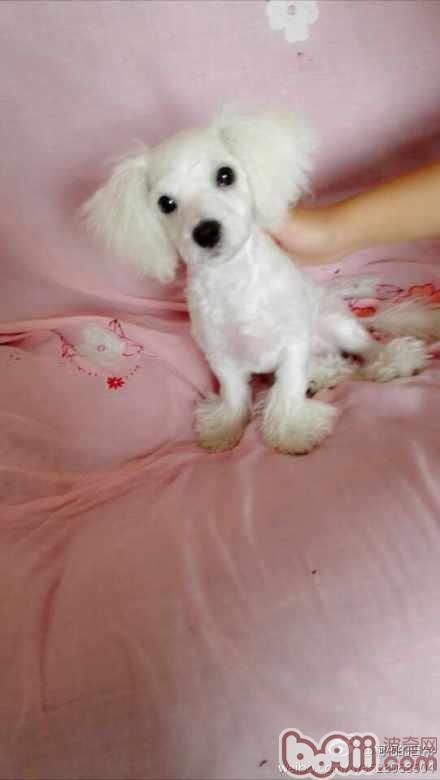 原来可爱的比熊犬剪成贵宾装也很合适的嘛,来看看是什么样子的吧