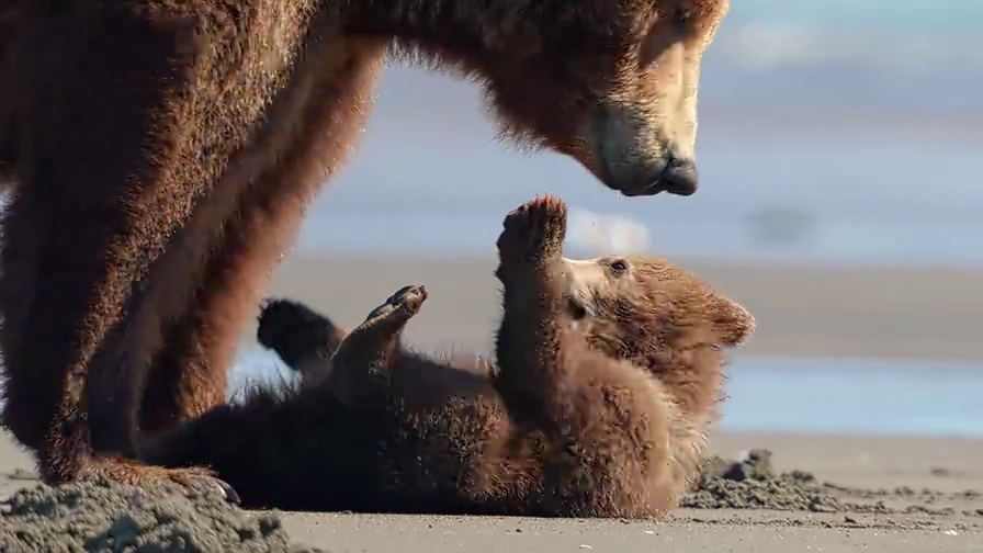 动物界的"女子本弱,为母则刚",熊妈妈带领小熊寻食记