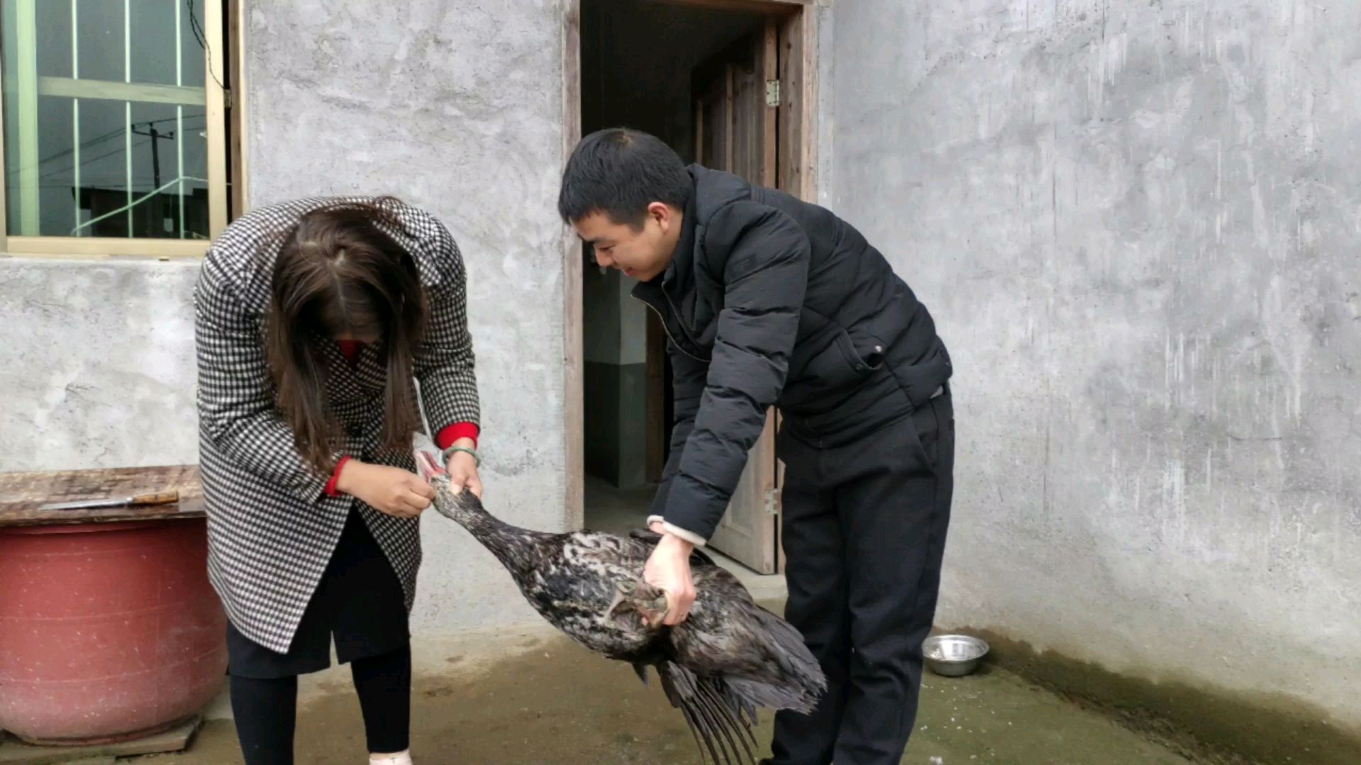 乡村老妹杀鸭记,鸭脖割断了鸭子还活着,太好笑了