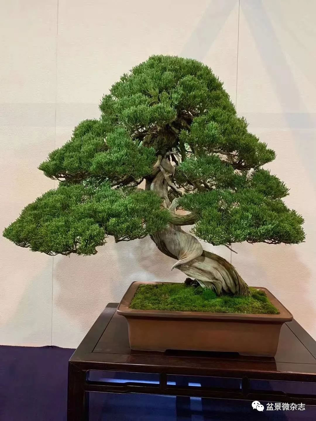 「戴口罩看盆景展」抢先观赏2020年日本第94回国风盆栽展精品