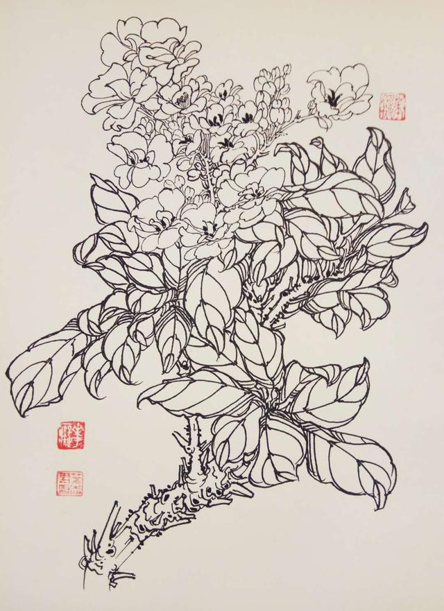 钢笔花卉白描达人叶志军先生的钢笔画分享