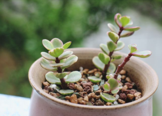 每日花草:花中舞者,多肉植物雅樂之舞!