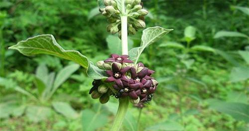 农村一种常见植物,人称"老君须",市面50一斤,对女性有好处