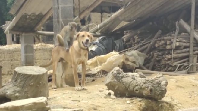 [图]跨界友谊！野猴竟与家犬成好友，帮它挠痒梳毛，不舍离别哀嚎