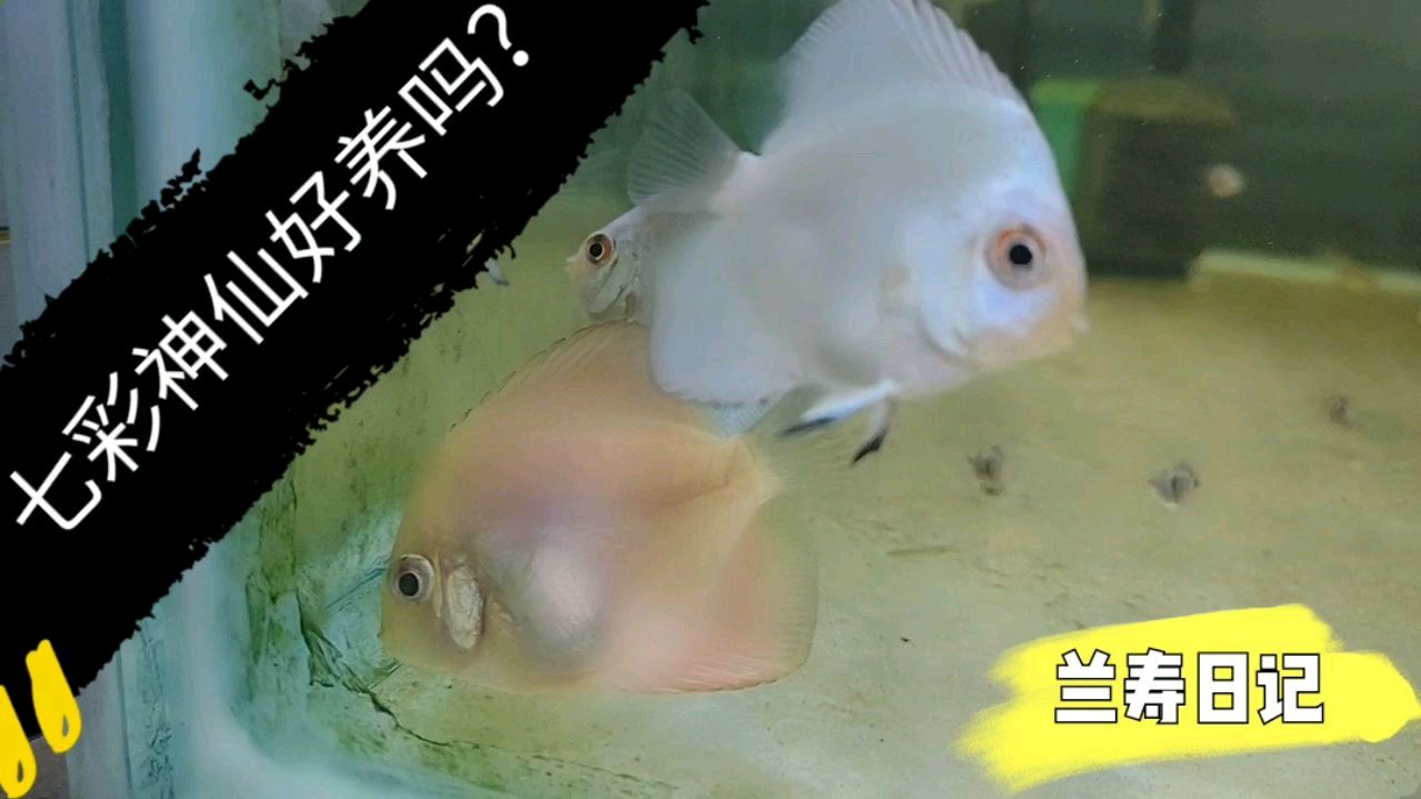七彩神仙鱼 养活容易养好难