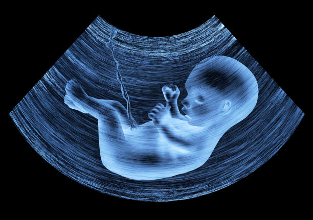 7个月胎儿有多大图片