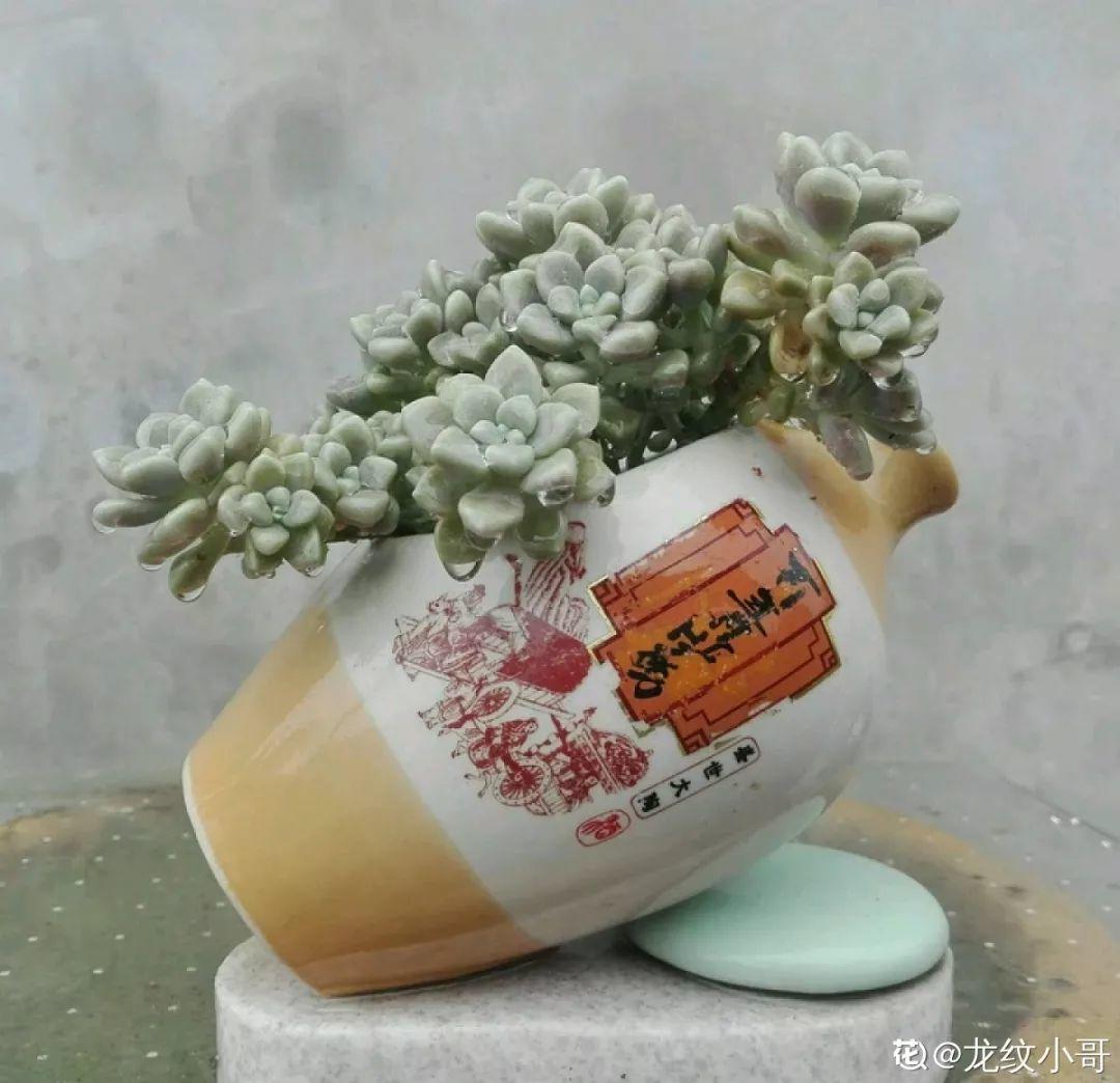 过年的酒瓶别扔,种上多肉美翻天,花盆都不用买了!