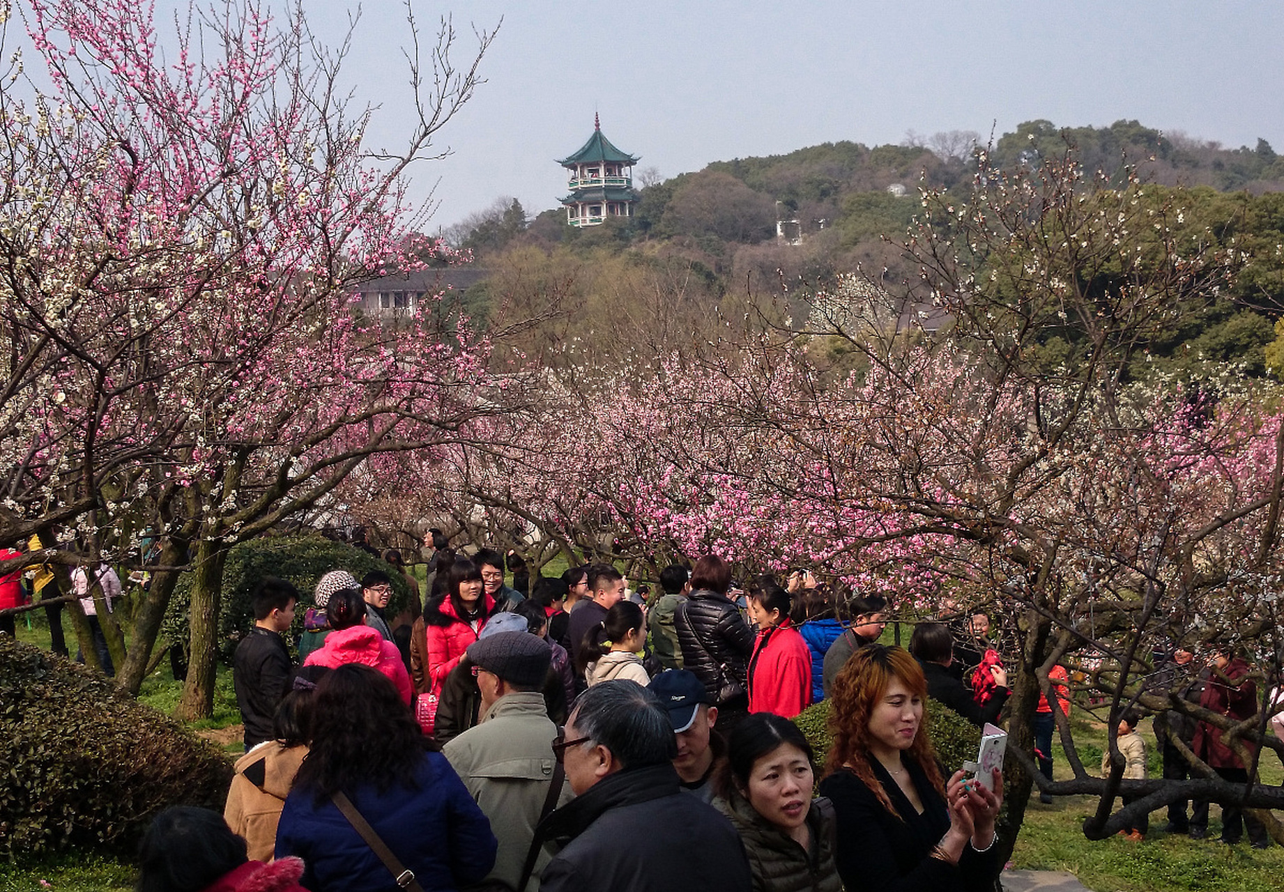 橘子洲梅园图片