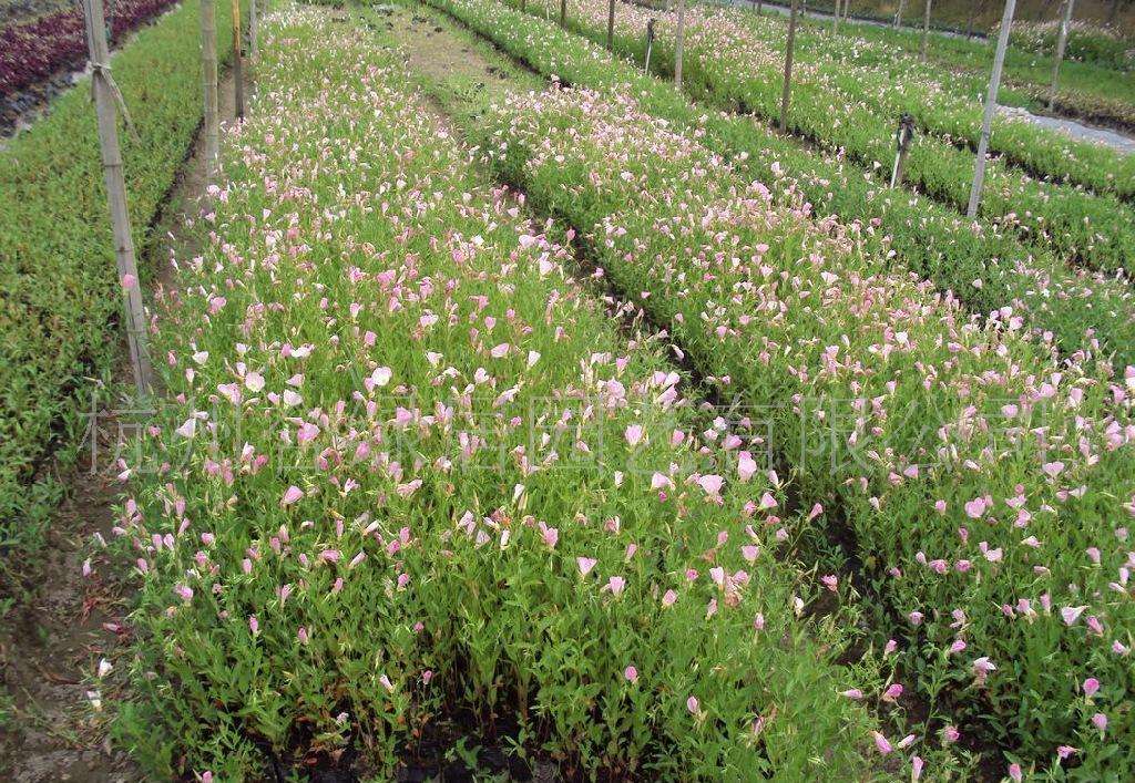 月见草 - 热门商品专区